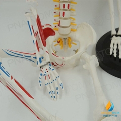 Mô hình bộ xương người tháo rời 85cm, tô màu thần kinh, cột sống