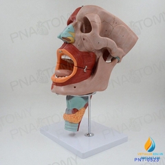 Mô hình giải phẫu Mũi, miệng và khoang họng Đầu và các cơ mặt