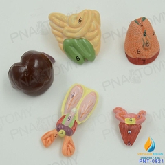 Mô hình giải phẫu nội tạng chuột
