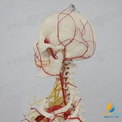 Mô hình bộ xương người hoàn chỉnh và thần kinh 170cm, tỷ lệ 1:1