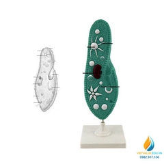 Mô hình Paramecium, mô hình sinh học trùng đế giày