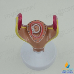 Mô hình giải phẫu phát triển của thai nhi, nhựa PVC cao cấp