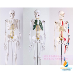 Mô hình bộ xương người 85cm tháo rời