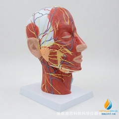 Mô hình giải phẫu dây cơ mặt và mạch máu đầu, tỷ lệ 1:1