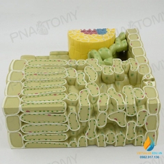 Mô hình giải phẫu cấu trúc lá thực vật, chất liệu nhựa PVC cao cấp