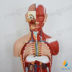 Mô hình giải phẫu nửa người 85cm bán thân
