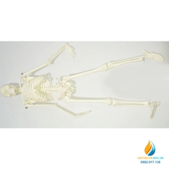 Mô hình bộ xương người, cao 45cm, chất liệu nhựa PVC, mô hình giảng dạy khoa học