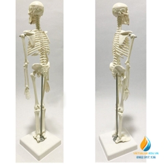 Mô hình bộ xương người, cao 45cm, chất liệu nhựa PVC, mô hình giảng dạy khoa học