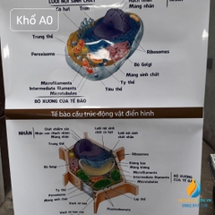 Poster cấu trúc tế bào động vật- thực vật, tranh ảnh sinh học giảng dạy cho học sinh quan sát