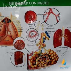 Poster cấu tạo hệ hô hấp con người, tranh ảnh sinh học giảng dạy cho học sinh quan sát