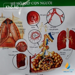 Poster cấu tạo hệ hô hấp con người, tranh ảnh sinh học giảng dạy cho học sinh quan sát