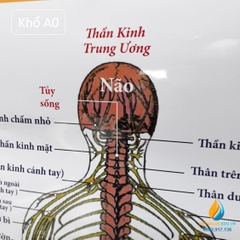 Poster cấu tạo hệ thần kinh con người, tranh ảnh sinh học giảng dạy cho học sinh quan sát