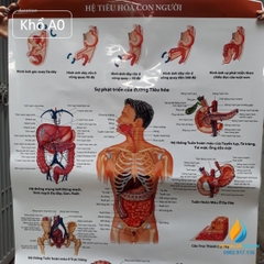 Poster cấu tạo hệ tiêu hóa con người, tranh ảnh sinh học giảng dạy cho học sinh quan sát