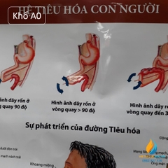 Poster cấu tạo hệ tiêu hóa con người, tranh ảnh sinh học giảng dạy cho học sinh quan sát