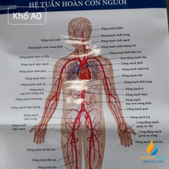 Poster cấu tạo hệ tuần hoàn con người, tranh ảnh sinh học giảng dạy cho học sinh quan sát