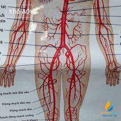 Poster cấu tạo hệ tuần hoàn con người, tranh ảnh sinh học giảng dạy cho học sinh quan sát