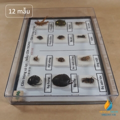 Mẫu côn trùng có cánh J4315, gồm 6 mẫu côn trùng có lợi, 6 mẫu côn trùng có hại