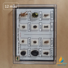 Mẫu côn trùng có cánh J4315, gồm 6 mẫu côn trùng có lợi, 6 mẫu côn trùng có hại