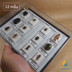 Mẫu côn trùng có cánh J4315, gồm 6 mẫu côn trùng có lợi, 6 mẫu côn trùng có hại