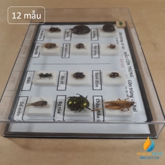Mẫu côn trùng có cánh J4315, gồm 6 mẫu côn trùng có lợi, 6 mẫu côn trùng có hại