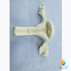 Mô hình tử cung nữ giới, chất liệu nhựa PVC, tỷ lệ 1:1, mô hình giảng dạy y khoa