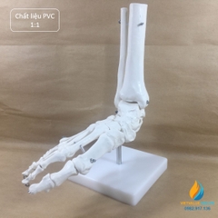 Mô hình bộ xương chân người, tỷ lệ 1:1, chất liệu nhựa PVC