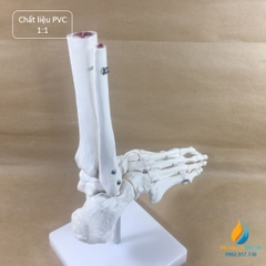 Mô hình bộ xương chân người, tỷ lệ 1:1, chất liệu nhựa PVC