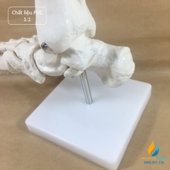Mô hình bộ xương chân người, tỷ lệ 1:1, chất liệu nhựa PVC