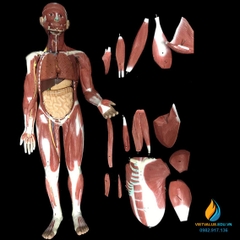 Mô hình bộ cơ người và các nội tạng kích thước cao 78cm, rộng 48cm, sâu 14cm