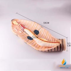 Mô hình giải phẫu giun đất sinh học