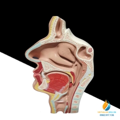 Mô hình giải phẫu khoang mũi, chất liệu nhựa PVC, mô hình giảng dạy y khoa
