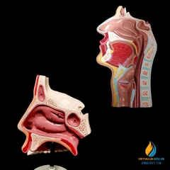 Mô hình giải phẫu khoang mũi, chất liệu nhựa PVC, mô hình giảng dạy y khoa