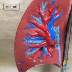 Mô hình hai lá phổi người có chân đế, mô hình giảng dạy giải phẫu học người