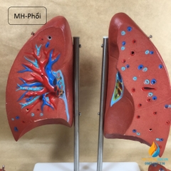 Mô hình hai lá phổi người có chân đế, mô hình giảng dạy giải phẫu học người