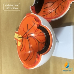 Mô hình mắt người, chất liệu nhựa PVC, mô hình giải phẫu mắt người