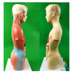 Mô hình giải phẫu nội tạng người, chất liệu nhựa PVC, mô hình giảng dạy y khoa