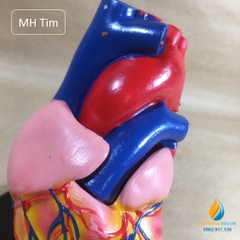 Mô hình tim người loại có chân đế, bộ phận tháo rời, mô hình giải phẫu giảng dạy