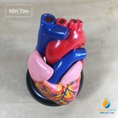 Mô hình tim người loại có chân đế, bộ phận tháo rời, mô hình giải phẫu giảng dạy