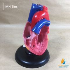 Mô hình tim người loại có chân đế, bộ phận tháo rời, mô hình giải phẫu giảng dạy