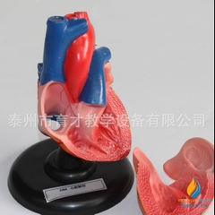 Mô hình tim người loại có chân đế, bộ phận tháo rời, mô hình giải phẫu giảng dạy