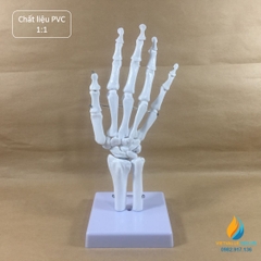 Mô hình bộ xương tay người, tỷ lệ 1:1, chất liệu nhựa PVC