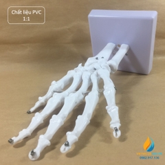 Mô hình bộ xương tay người, tỷ lệ 1:1, chất liệu nhựa PVC