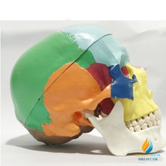 Mô hình xương sọ người, kích thước 74*59*54mm, chất liệu nhựa PVC