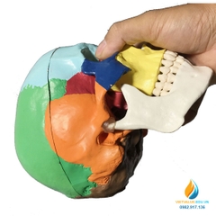 Mô hình xương sọ người, kích thước 74*59*54mm, chất liệu nhựa PVC