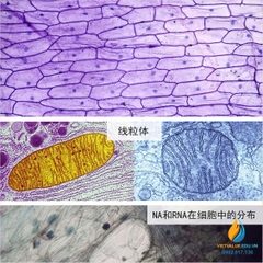 Bộ 50 tiêu bản động thực vật quan sát qua kính hiển vi, môn sinh học