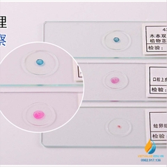 Bộ 50 tiêu bản động thực vật quan sát qua kính hiển vi, môn sinh học