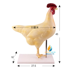 Mô hình giải phẫu con gà và nội tạng