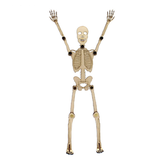 Mô hình bộ xương người tạo dáng điệu đà, không dành cho yếu vía