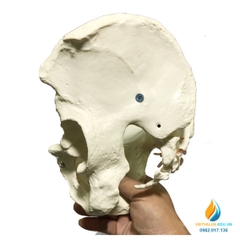 Mô hình xương chậu nam giới, chất liệu nhựa PVC, mô hình giảng dạy y khoa