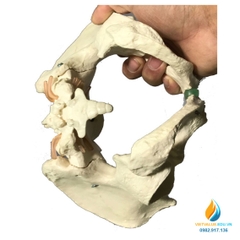 Mô hình xương chậu nam giới, chất liệu nhựa PVC, mô hình giảng dạy y khoa